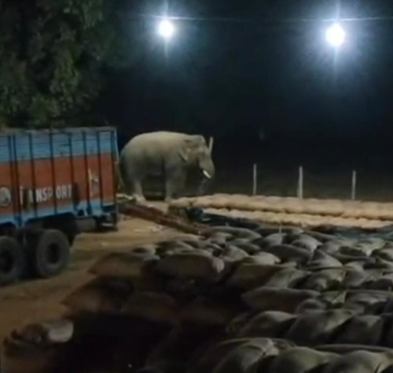 चचिया धान खरीदी केंद्र में घुसा हाथी, दहशत का माहौल, कर्मचारी धान बचाने भीड़ गए हाथी से, देखे वीडियो