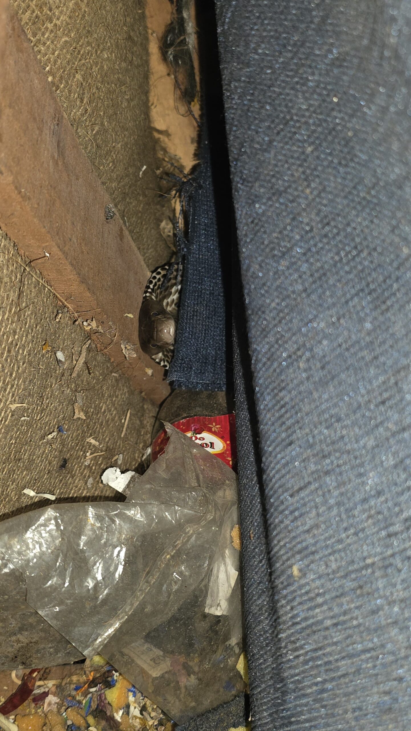 सोफे में छिपा था कोबरा, RCRS टीम ने सुरक्षित किया रेस्क्यू